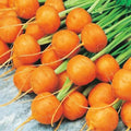 Round Parisian Carrot Seeds | Heirloom Non-GMO Vegetable Seeds | 100+ Seeds, Daucus carota subsp. sativus