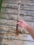 American Elderberry Plants - Two Rooted Plants - Sambucus canadensis - Healthy Starter Plants for Home Garden