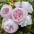 Earth Angel Rose Floribunda Plant Cuttings - 6" Long, Unrooted - 3 Fresh Cuttings, Rosa 'Earth Angel'