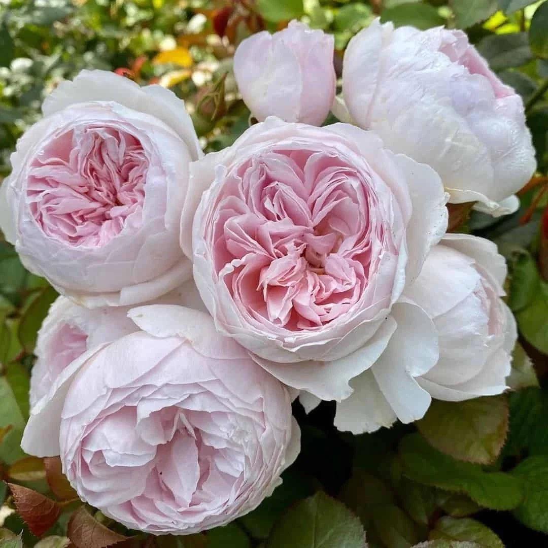 Earth Angel Rose Floribunda Plant Cuttings - 6" Long, Unrooted - 3 Fresh Cuttings, Rosa 'Earth Angel'