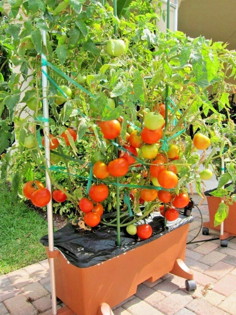 Organic Patio Bush Tomato Seeds - Compact 26+ Seeds for Container Gardening - Solanum lycopersicum