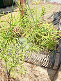Fresh Cuttings 11 Pack Rhipsalis heteroclada Orchid Cactus Rare Plant