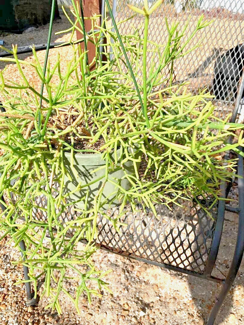Fresh Cuttings 11 Pack Rhipsalis heteroclada Orchid Cactus Rare Plant