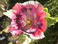 Turkish Blue Poppy Seeds - Organic Breadseed Poppy, Papaver somniferum, 500 Seeds