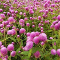 Gomphrena Seeds - 200 Raspberry Cream Globe Amaranth Seeds - Organic USA Shipping Free