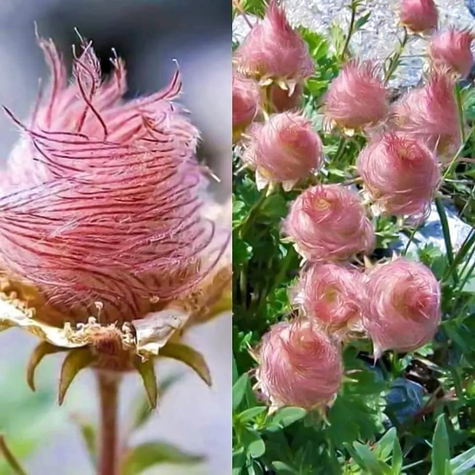Prairie Smoke Seeds - 10 Pack - Rare Native Wildflower Seeds - Geum triflorum - Made in USA, Ships from Iowa