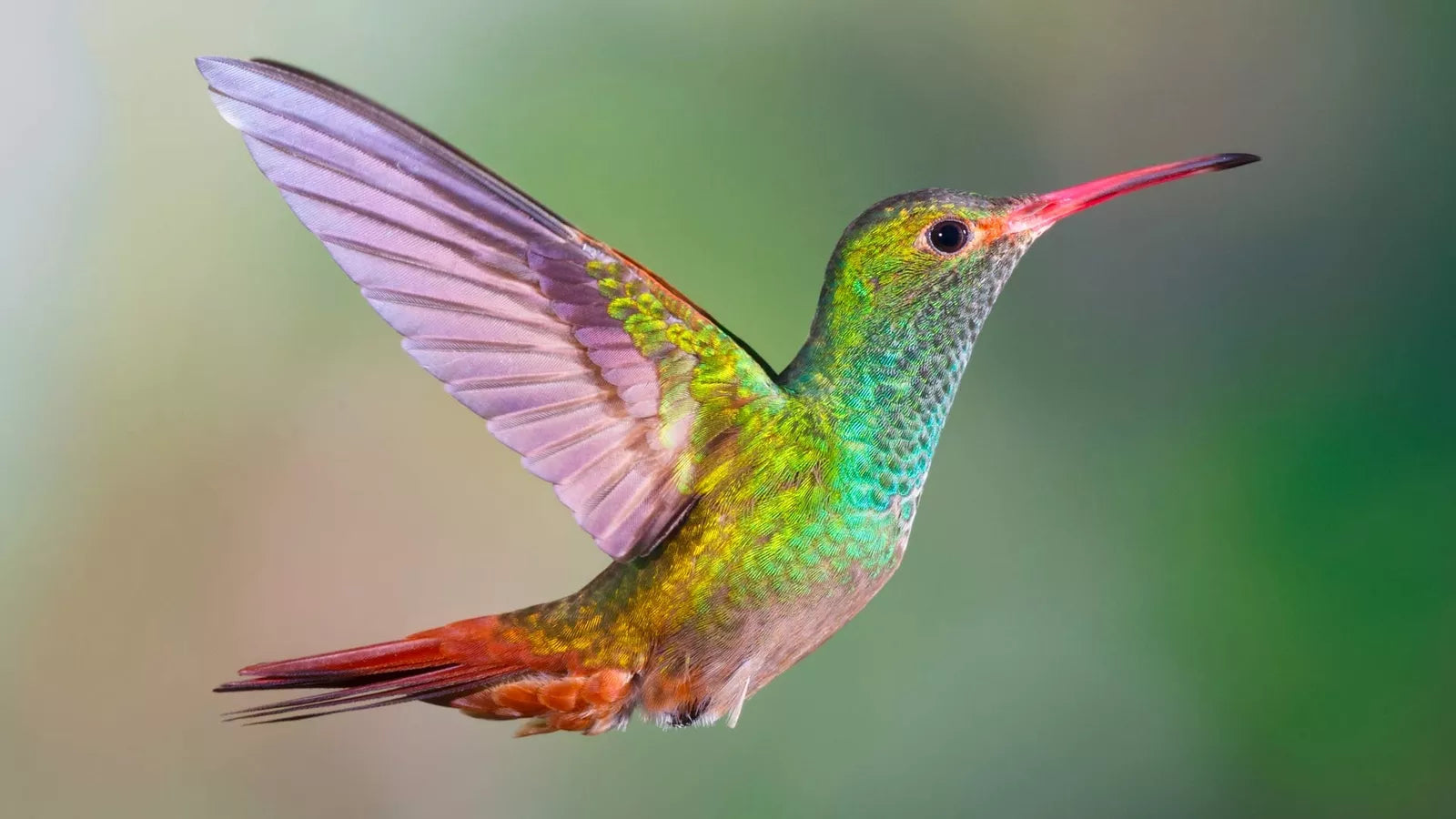 Hummingbird Wildflower Seed Mix - Perennial Garden Blend - Easy to Grow Flowers for Hummingbirds - Various Colors