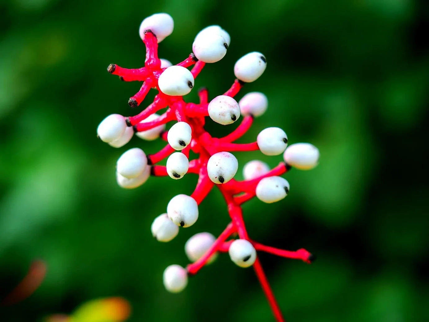 Doll's Eyes Wildflower Seeds - 20+ Non-GMO Seeds - Actaea pachypoda - Perennial Garden Plant