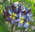 Plumeria Seeds - 5 Pack Blue Yellow Flowers - Perennial Plant - Frangipani Variety - US Seller