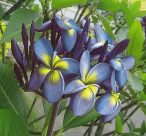Plumeria Seeds - 5 Pack Blue Yellow Flowers - Perennial Plant - Frangipani Variety - US Seller