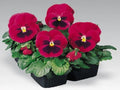 Pansy Seeds 50 Count Inspire Carmine With Blotch Viola tricolor