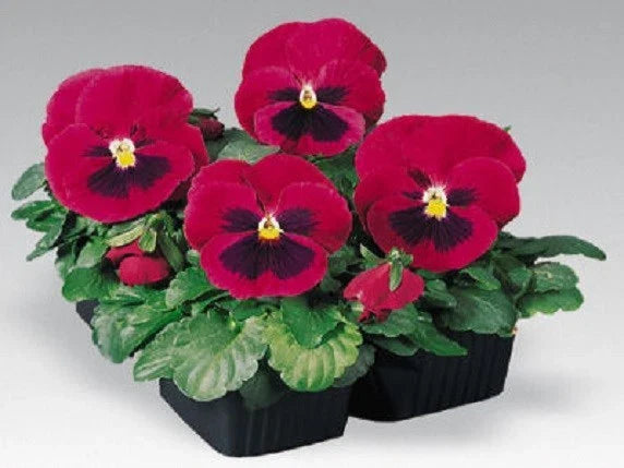 Pansy Seeds 50 Count Inspire Carmine With Blotch Viola tricolor