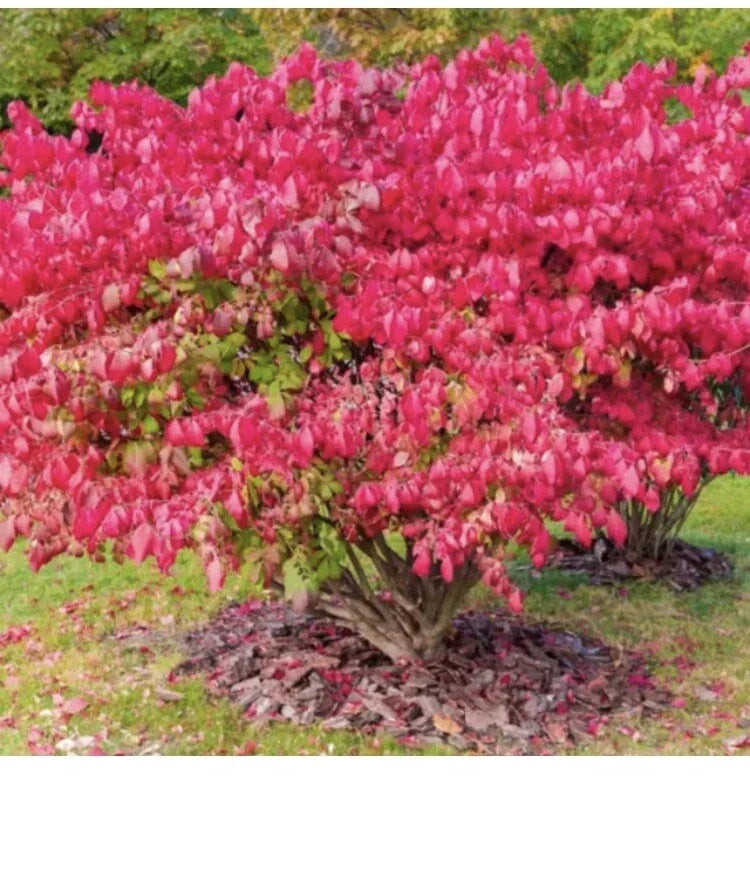 Dwarf Burning Bush Shrub - Live Bare Root Plant - 9”-12” - Euonymus alatus