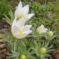Pulsatilla vulgaris Seeds 500ct White Pasque Flower Hardy Zones 4-8