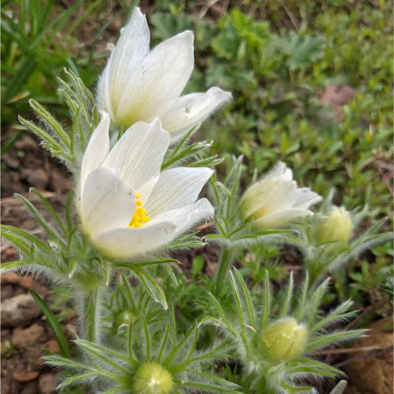 Pulsatilla vulgaris Seeds 500ct White Pasque Flower Hardy Zones 4-8