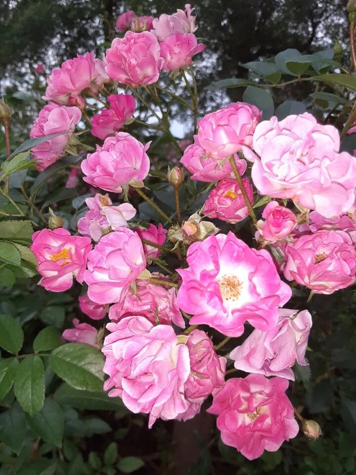 Pink Madame Norbert Levavasseur Rose Cuttings (4) - Rosa 'Madame Norbert Levavasseur'
