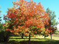 Ohio Buckeye Tree 12-16" Live Bareroot Plant Aesculus Glabra