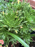 Succulent Aeonium Simsii Green 2" Live Plant Large Rosette - Aeonium simsii