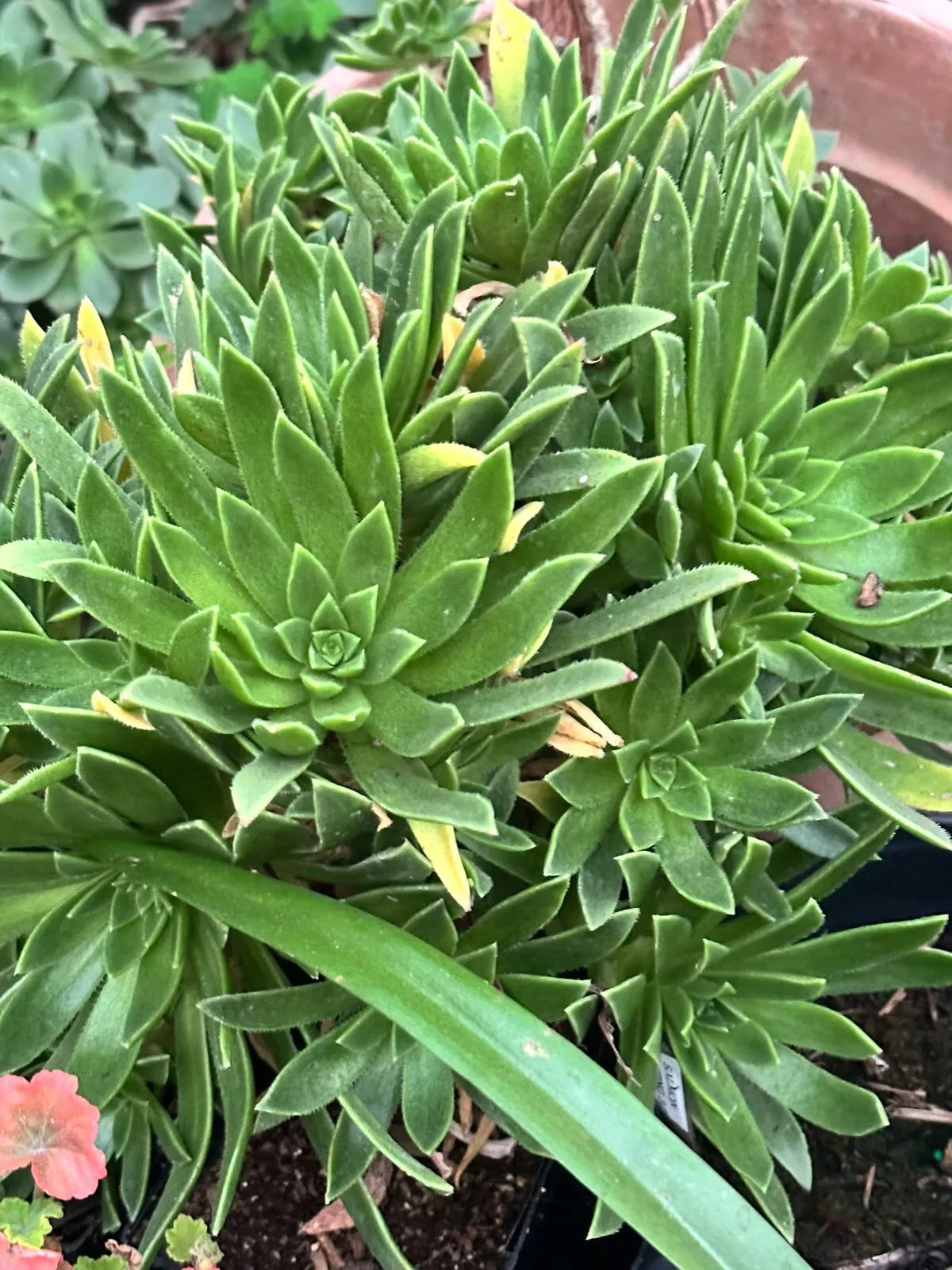Succulent Aeonium Simsii Green 2" Live Plant Large Rosette - Aeonium simsii