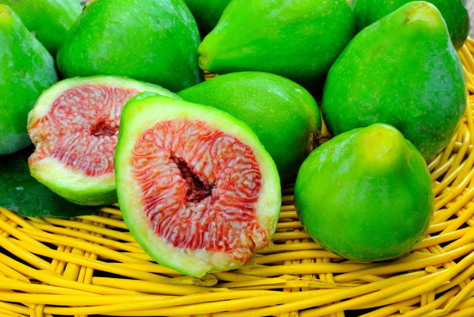 Desert King Fig Cuttings - 5 Unrooted Cuttings - Hardy to 5°F - Easy to Root - Ficus carica