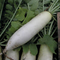 Radish Seeds - Japanese Minowase Variety - Fresh Vegetable Seeds - Raphanus sativus