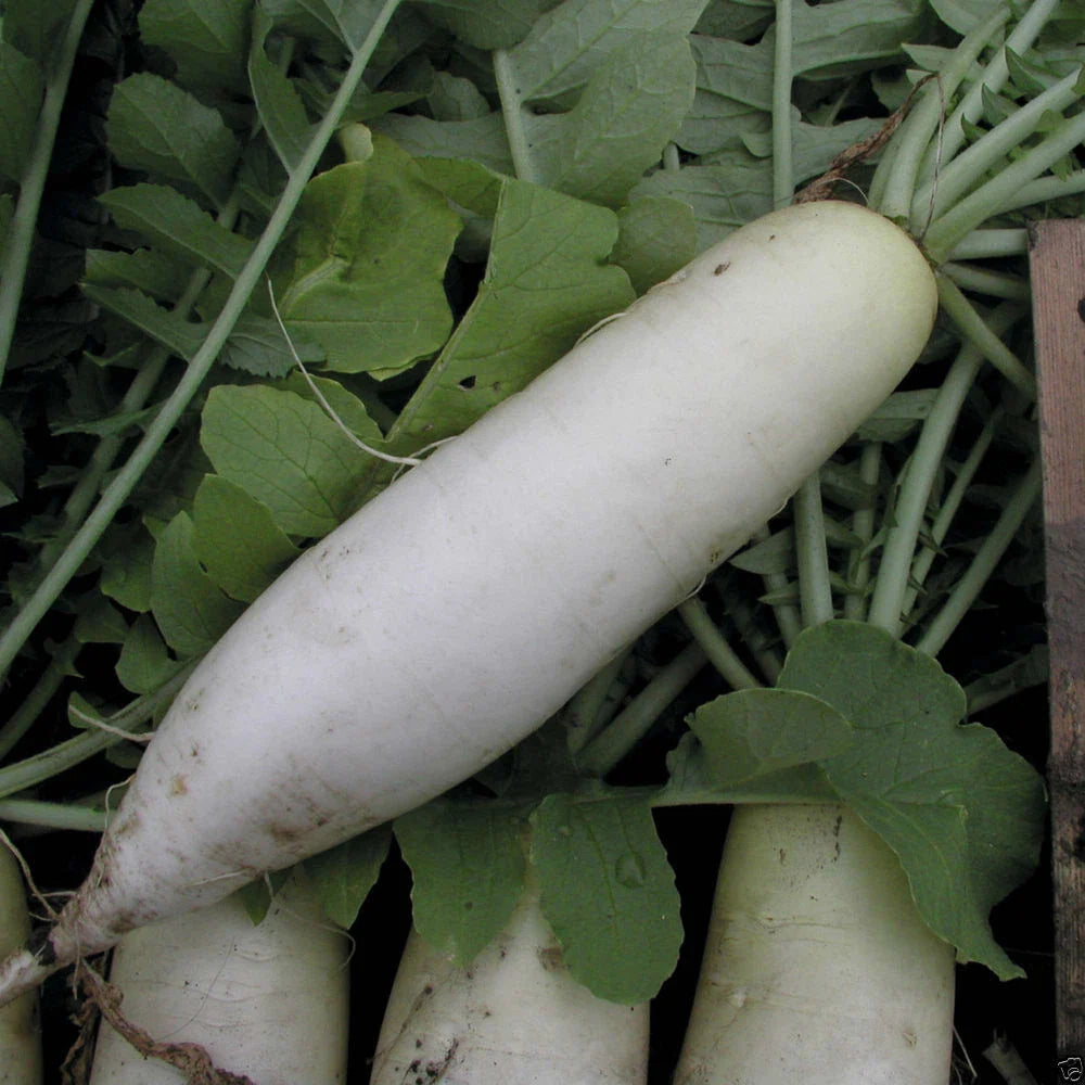 Radish Seeds - Japanese Minowase Variety - Fresh Vegetable Seeds - Raphanus sativus