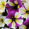 Petunia Seeds - 50 Pack - Yellow Purple White Perennial Annual Flowers - Petunia x hybrida Seeds