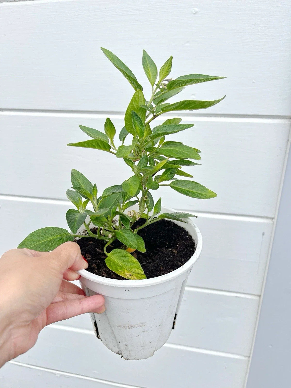 Pepino Melon Plant 10" Pot - Ginseng Fruit, Live Rooted Plant (Solanum muricatum) - 2x Healthy Seedlings