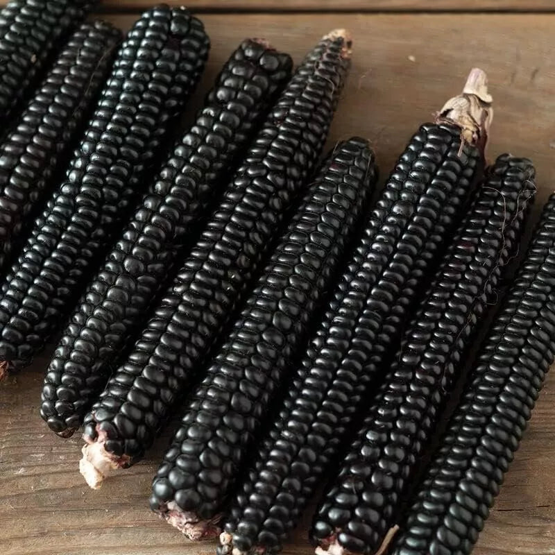 Midnight Black Corn Seeds for Planting - Non-GMO Maize - Black Kernels - Zea mays