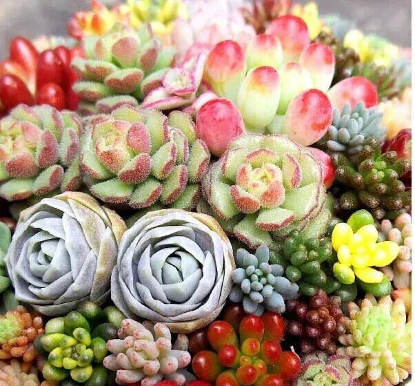 Mixed Succulent Plant Seeds 100pcs - Lithops Seeds for Easy Growing - Drought-Tolerant Succulents