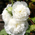 Double White Hollyhock Seeds – 25 Premium Perennial Flower Seeds – Alcea rosea – Garden Seeds for Blooms