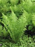 Ostrich Fern Roots - 10 Bare Root Perennials - Matteuccia struthiopteris - Native Woodland Shade Garden - Organically Grown