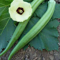 Perkins Long Green Pod Okra Seeds - 50+ Heirloom Organic Seeds - Abelmoschus esculentus