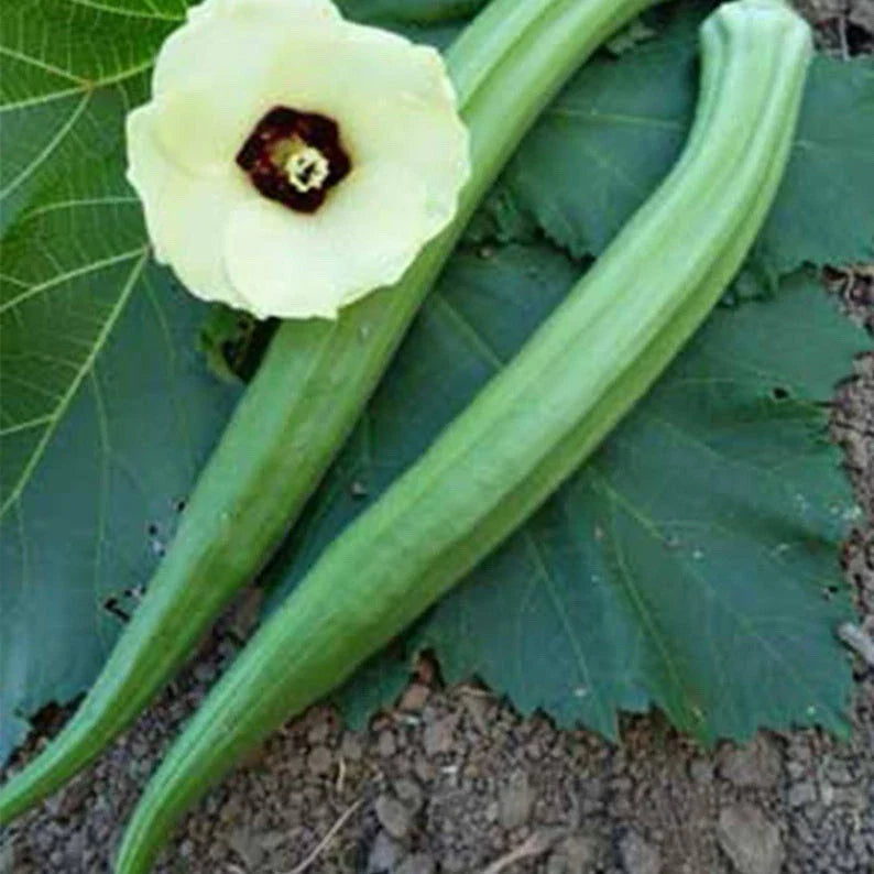 Perkins Long Green Pod Okra Seeds - 50+ Heirloom Organic Seeds - Abelmoschus esculentus