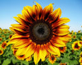 Firecracker Sunflower Seeds - 50 Fresh Seeds - Helianthus annuus - Vibrant Color for Garden or Cut Flowers