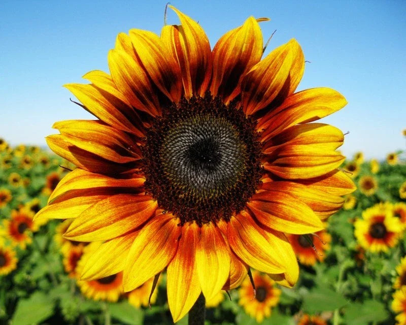 Firecracker Sunflower Seeds - 50 Fresh Seeds - Helianthus annuus - Vibrant Color for Garden or Cut Flowers