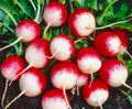 Sparkler Radish Seeds 200+ Non-GMO, Fast-Growing Variety, Raphanus sativus