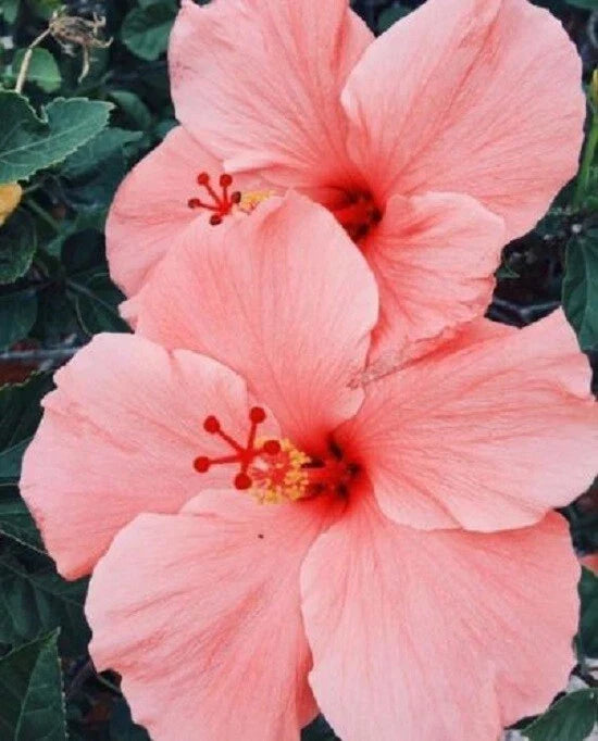 Salmon Pink Hibiscus Seeds - 20 Perennial Flower Seeds - Hibiscus rosa-sinensis