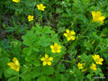 500 Organic Yellow Wood Sorrel Seeds - Lemon Clover (Oxalis stricta)