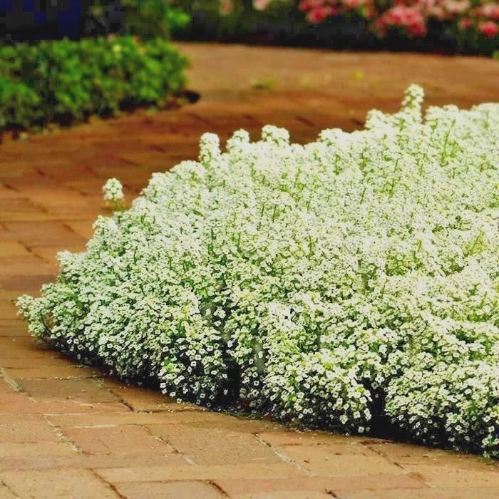 Dwarf Sweet Alyssum Flower Seeds - 1500+ Seeds - Carpet of Snow - Drought-Tolerant Groundcover (Lobularia maritima)