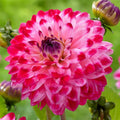 Dahlia Flower Seeds - 25 Count Dream Variety - Perennial Blooms - Ideal for Gardens - 1153 US Seller