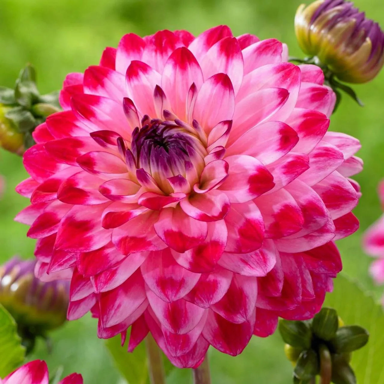Dahlia Flower Seeds - 25 Count Dream Variety - Perennial Blooms - Ideal for Gardens - 1153 US Seller