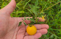 White Cherry Tomato Seeds | 15 Pack | Solanum lycopersicum | Yellow Grape Variety | Florida Grown