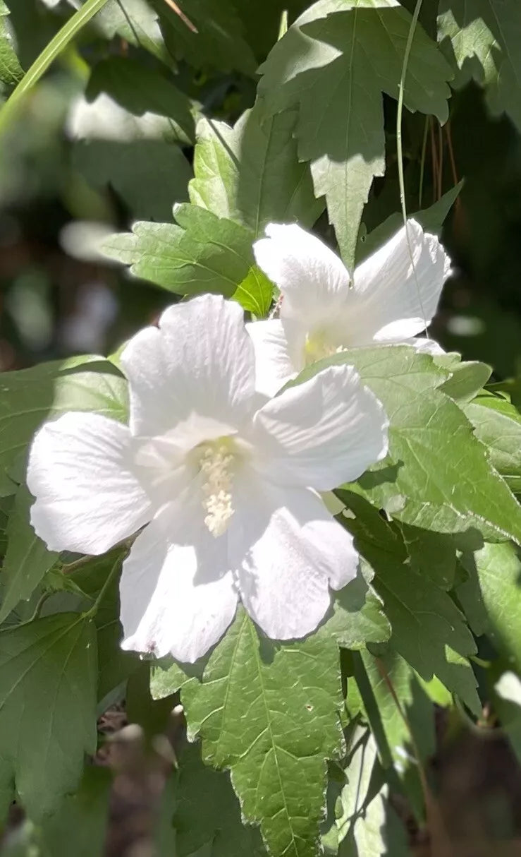 Rose of Sharon Hibiscus Live Plant 12"+ Tall Solid White Flowers, Hibiscus syriacus, Bare Roots, Perennial Garden Shrub