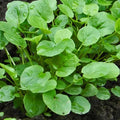 Upland Cress Seeds | 1,000 Heirloom Non-GMO Seeds | Nasturtium officinale | Free Shipping
