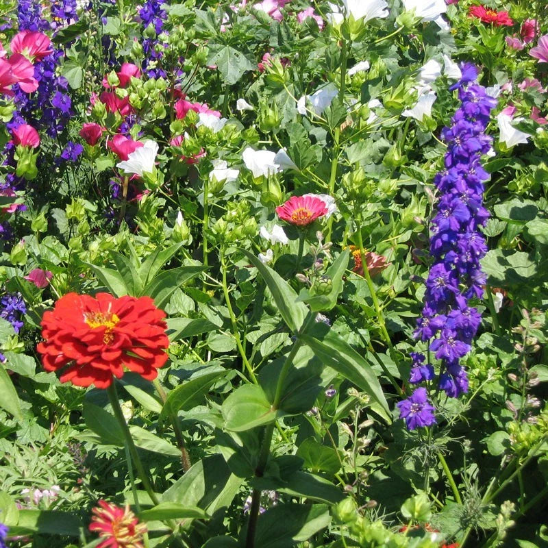 Hummingbird Wildflower Seeds Mix - Fresh Wildflower Seed Blend for Pollinators - Non-GMO Wildflower Mix