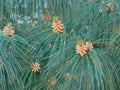 Himalayan White Pine Seeds, 20 Pack, Pinus wallichiana, Drought-Resistant Evergreen Tree Seeds for Gardening