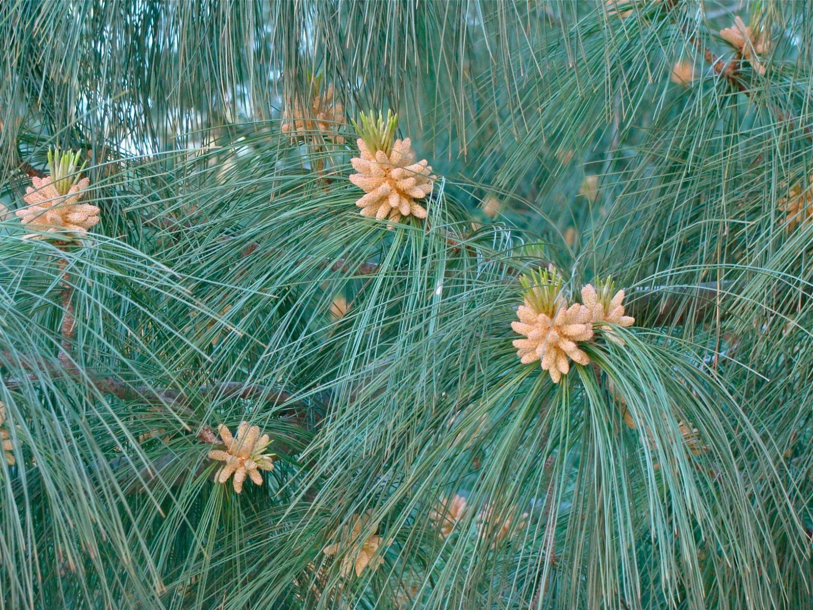 Himalayan White Pine Seeds, 20 Pack, Pinus wallichiana, Drought-Resistant Evergreen Tree Seeds for Gardening