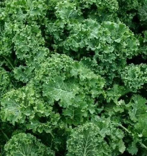 Dwarf Siberian Kale Seeds 500+ Organic Survival Vegetable Greens for Salad, Brassica napus