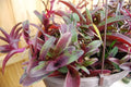 Setcreasea Cutting, Tradescantia Pallida 'Tampicana', Uncommon Wandering Jew Plant Cutting, Indoor Houseplant